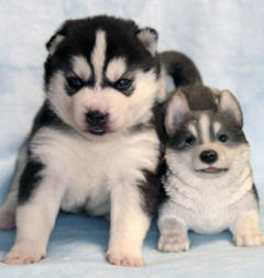 Siberian Husky Nordic Fire