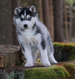 Siberian Husky Nordic Fire