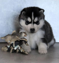 Siberian Husky Nordic Fire