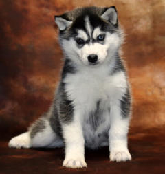 Siberian Husky Nordic Fire