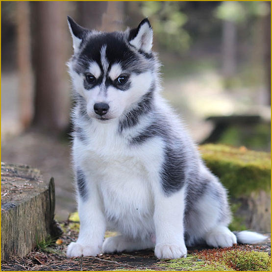 Siberian Husky Nordic Fire