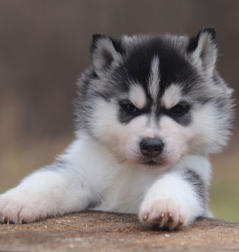 Siberian Husky Nordic Fire