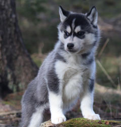 Siberian Husky Nordic Fire