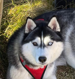 Siberian Husky Nordic Fire