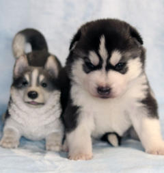 Siberian Husky Nordic Fire