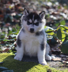 Siberian Husky Nordic Fire