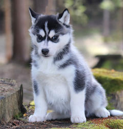 Siberian Husky Nordic Fire