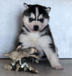 Siberian Husky Nordic Fire