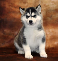 Siberian Husky Nordic Fire