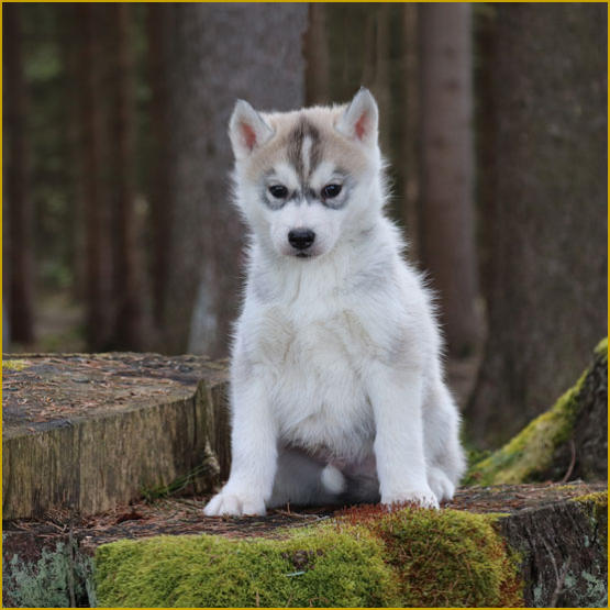 Siberian Husky Nordic Fire