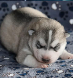 Siberian Husky Nordic Fire