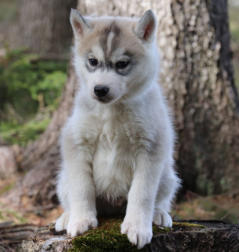 Siberian Husky Nordic Fire