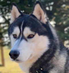 Siberian Husky Nordic Fire