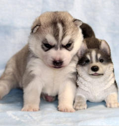 Siberian Husky Nordic Fire