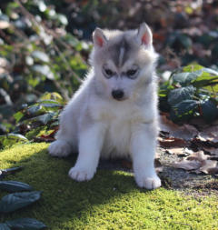 Siberian Husky Nordic Fire