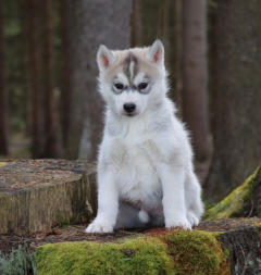 Siberian Husky Nordic Fire