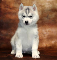 Siberian Husky Nordic Fire