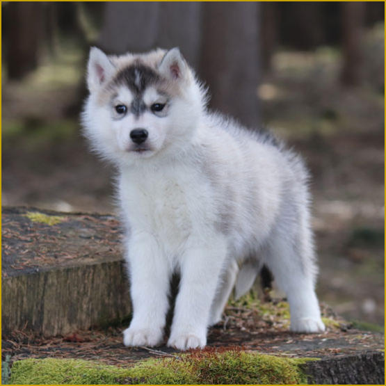 Siberian Husky Nordic Fire