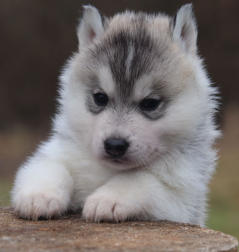 Siberian Husky Nordic Fire