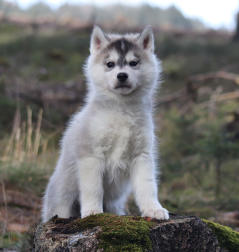 Siberian Husky Nordic Fire