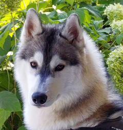 Siberian Husky Nordic Fire