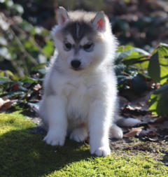 Siberian Husky Nordic Fire