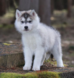 Siberian Husky Nordic Fire