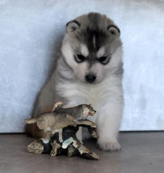 Siberian Husky Nordic Fire