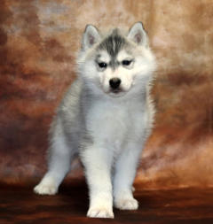 Siberian Husky Nordic Fire