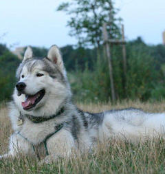 Siberian Husky Nordic Fire