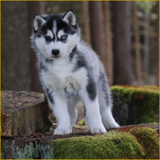 Siberian Husky Nordic Fire