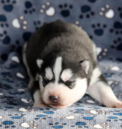 Siberian Husky Nordic Fire