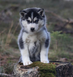 Siberian Husky Nordic Fire