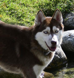 Siberian Husky Nordic Fire