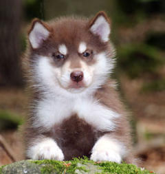 Siberian Husky Nordic Fire