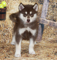 Siberian Husky Nordic Fire