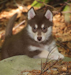 Siberian Husky Nordic Fire