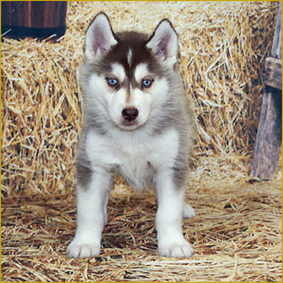 Siberian Husky Nordic Fire