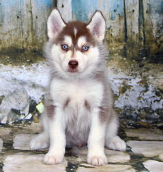 Siberian Husky Nordic Fire