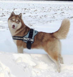 Siberian Husky Nordic Fire