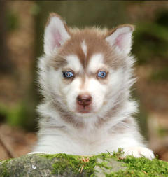 Siberian Husky Nordic Fire