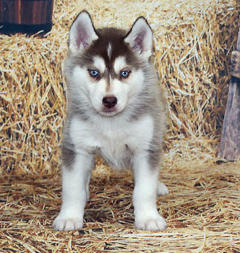 Siberian Husky Nordic Fire