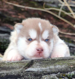 Siberian Husky Nordic Fire