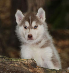 Siberian Husky Nordic Fire