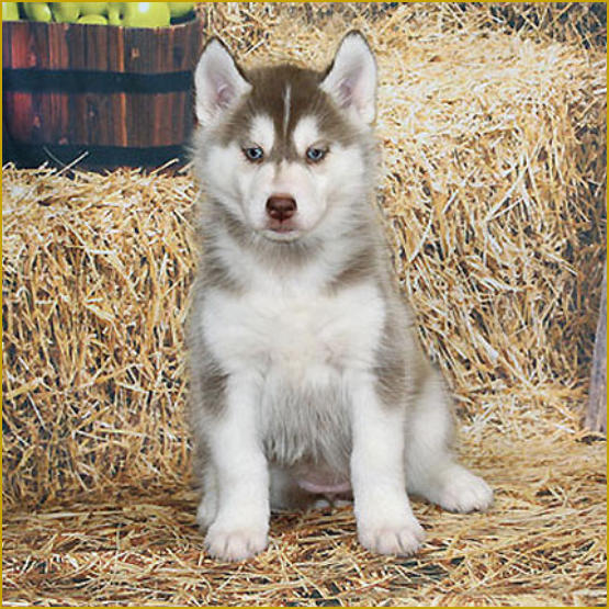 Siberian Husky Nordic Fire