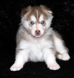 Siberian Husky Nordic Fire