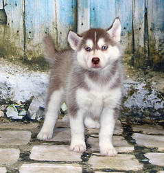 Siberian Husky Nordic Fire