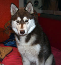 Siberian Husky Nordic Fire