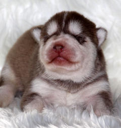 Siberian Husky Nordic Fire