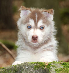 Siberian Husky Nordic Fire